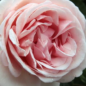 Онлайн магазин за рози - Носталгични рози - розов - Pоза Апхродите® - дискретен аромат - Ханс Йüрген Еверс - -